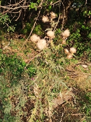 Cirsium serrulatum