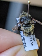 Merodon equestris