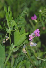 Lathyrus linifolius