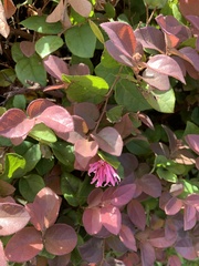 Loropetalum chinense