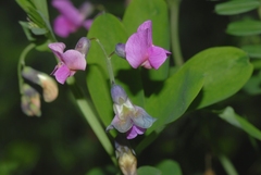 Lathyrus linifolius