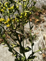 Stagmomantis carolina