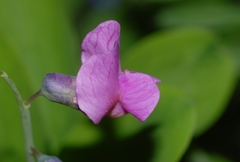 Lathyrus linifolius