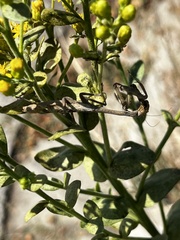 Stagmomantis carolina