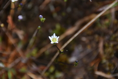 Gentiana douglasiana