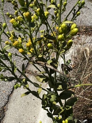 Stagmomantis carolina