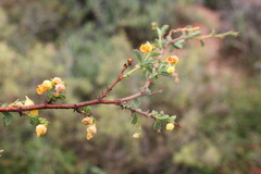 Hermannia althaeifolia