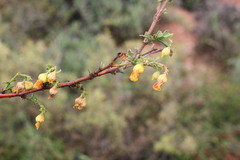 Hermannia althaeifolia