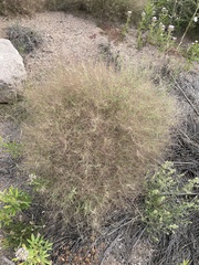 Muhlenbergia porteri