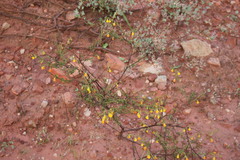 Hermannia cuneifolia