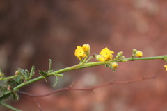 Hermannia cuneifolia