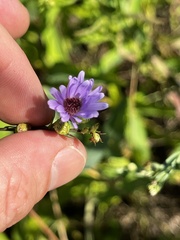 Symphyotrichum laeve