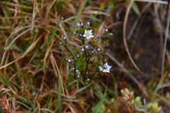Gentiana douglasiana