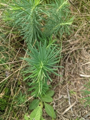 Euphorbia cyparissias