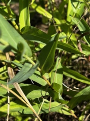 Symphyotrichum laeve