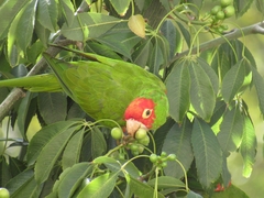 Psittacara erythrogenys