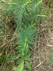 Euphorbia cyparissias