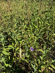 Symphyotrichum laeve