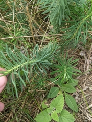 Euphorbia cyparissias