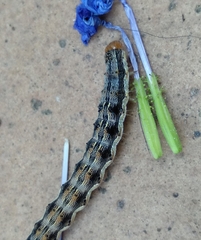 Helicoverpa armigera