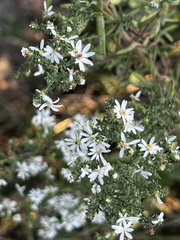 Symphyotrichum ericoides
