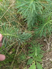 Euphorbia cyparissias