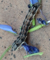 Helicoverpa armigera