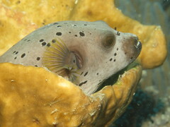 Arothron nigropunctatus