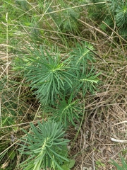 Euphorbia cyparissias