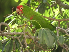 Psittacara erythrogenys