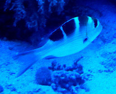 Monotaxis grandoculis