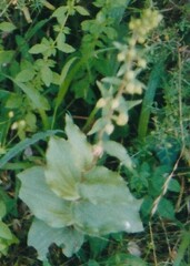 Epipactis helleborine tremolsii