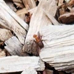 Formica obscuripes