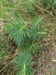 Euphorbia cyparissias