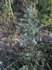 Symphyotrichum ericoides
