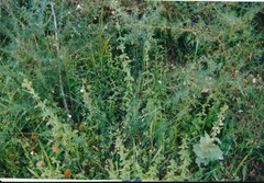 Epipactis helleborine tremolsii