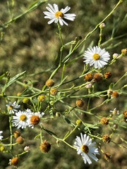 Boltonia asteroides