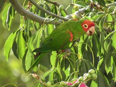 Psittacara erythrogenys