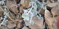 Marrubium