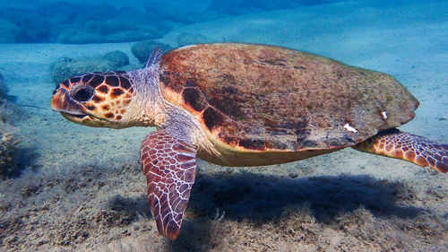 Loggerhead Sea Turtle