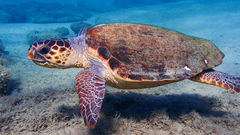 Loggerhead photo 1