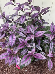 Strobilanthes auriculata dyeriana