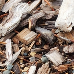 Formica obscuripes