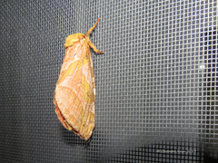Sthenopis purpurascens