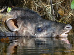 Tapirus terrestris