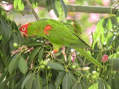 Psittacara erythrogenys
