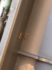 Crematogaster minutissima