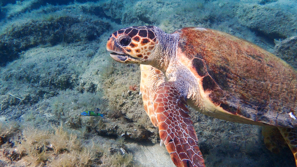Loggerhead sea turtles