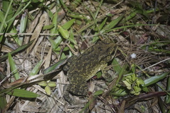 Duttaphrynus melanostictus