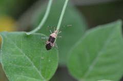 Hypselonotus punctiventris